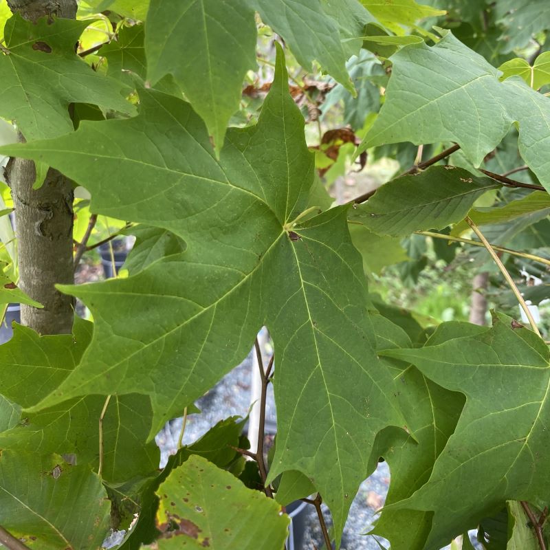 Green palmate foliage of Acer saccharum 'Fall Fiesta' (Sugar Maple).