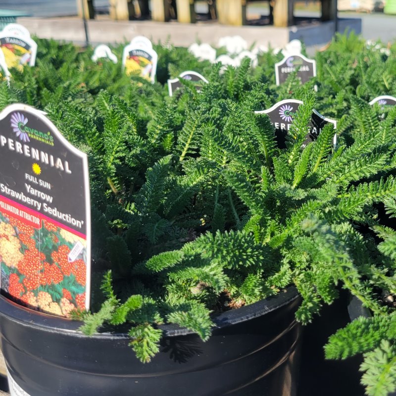 The vibrant, leafy green foliage of Achillea 'Strawberry Seduction'