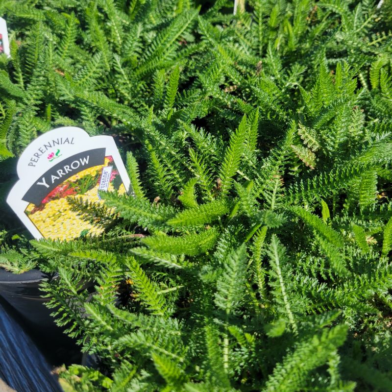 Bright, vibrant young foliage of Achillea millefolium 'Sunny Seduction'