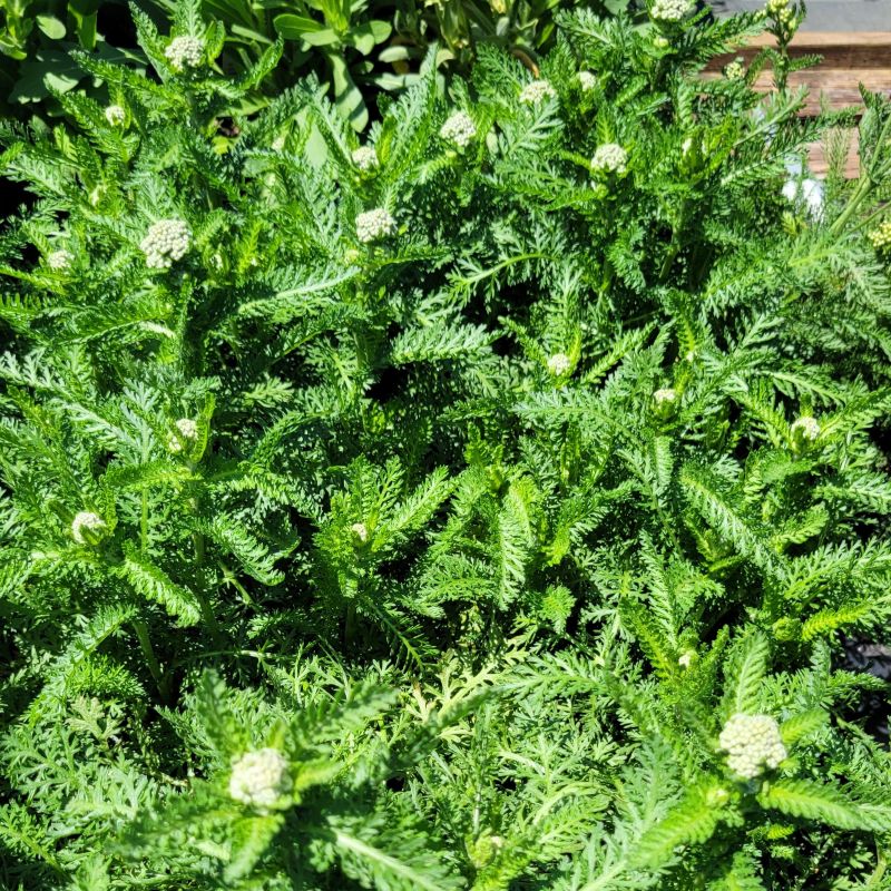 A close-up photo of the feathery, silver-green foliage of Achillea 'New Vintage Rose' yarrow