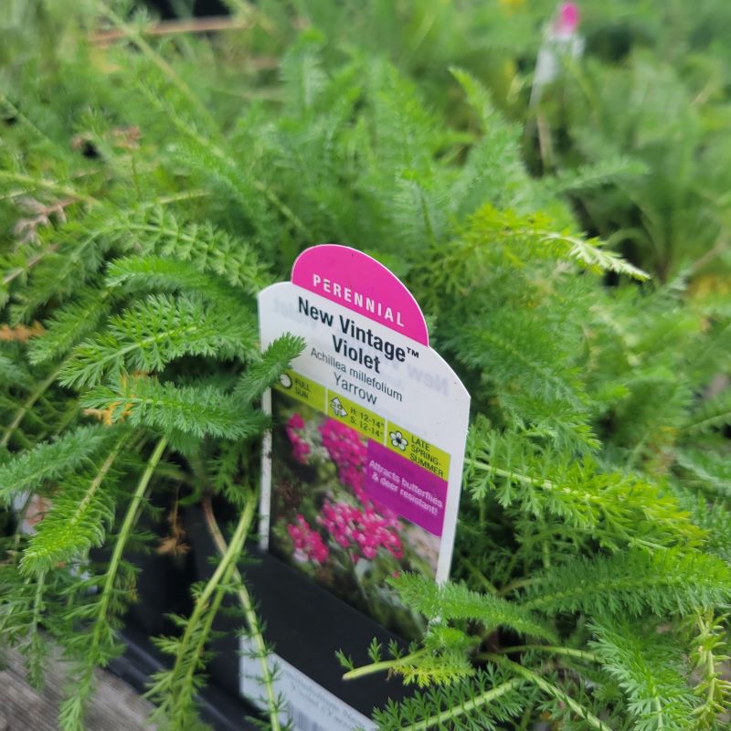 Achillea millefolium New Vintage™ Violet (Yarrow) grown in quart-size containers