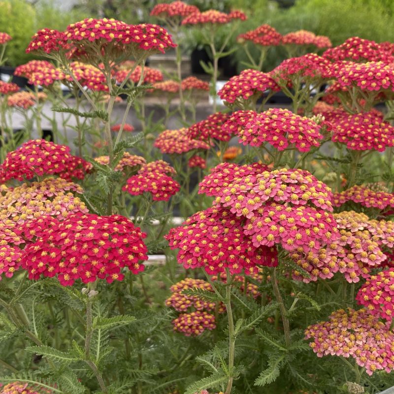 Cluster of pink and yellow flowers of Achillea millefolium 'Paprika' (Yarrow) with green foliage in the background