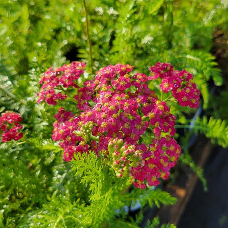 A close-up photo of the striking red blooms of 'Paprika' yarrow (Achillea millefolium) on a background of green foliage