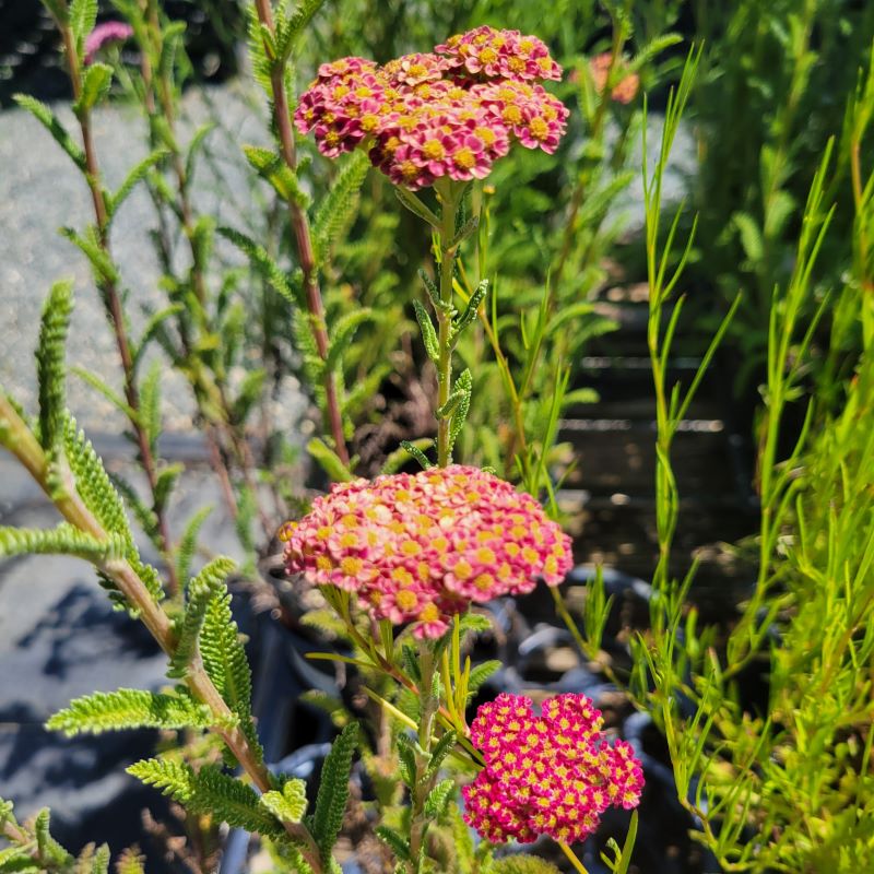 Spring and summer blooms of Achillea millefolium 'Strawberry Seduction' in various shades of red and pink
