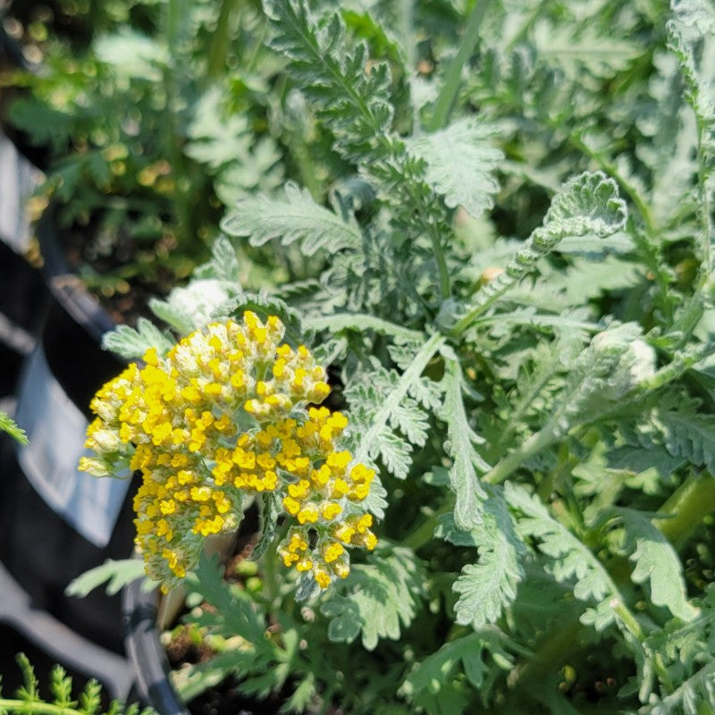 A close-up photo of the lemon yellow flowers of Achillea x 'Moonshine' yarrow