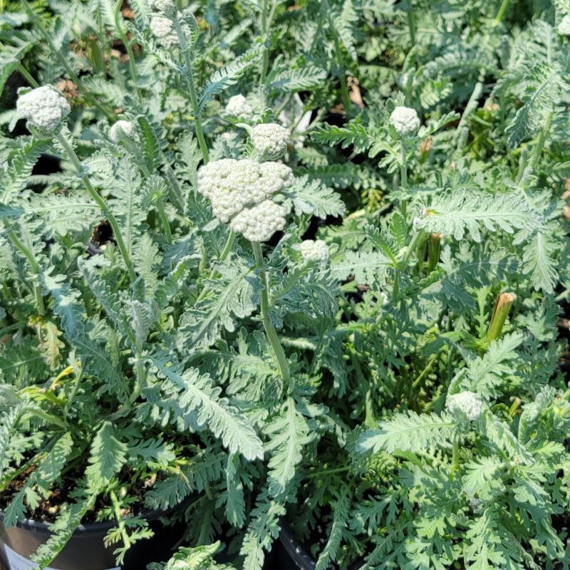 The silvery-green feathery foliage of Achillea x 'Moonshine' yarrow