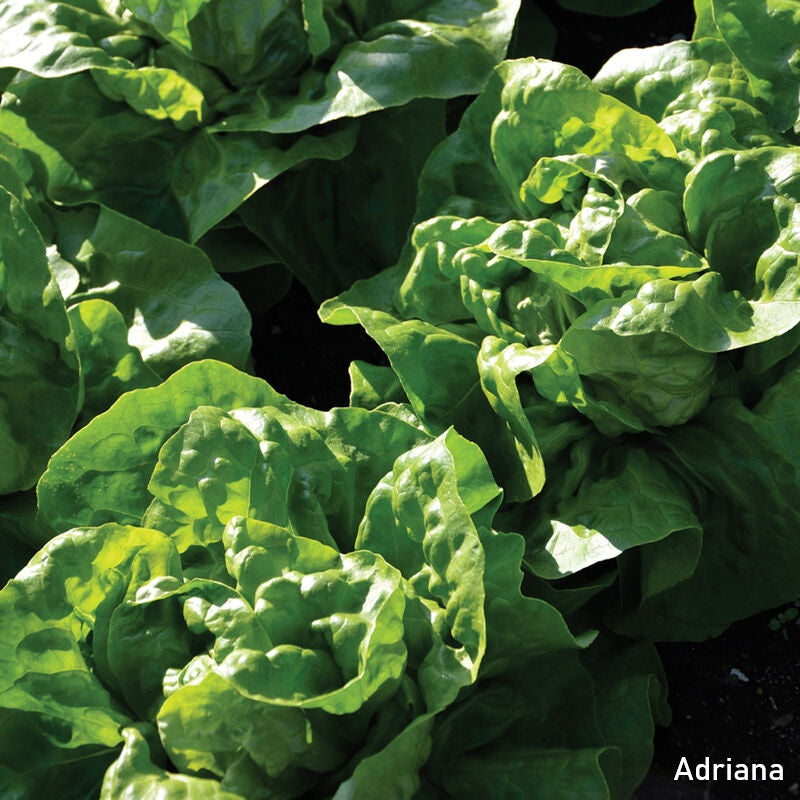 Multiple heads of Adriana butterhead lettuce grown in rows.