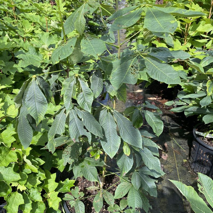 Aesculus parviflora (Bottlebrush Buckeye) grown in a 7-gallon pot.