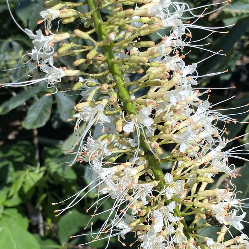 Aesculus parviflora (Bottlebrush Buckeye) Unity Grown