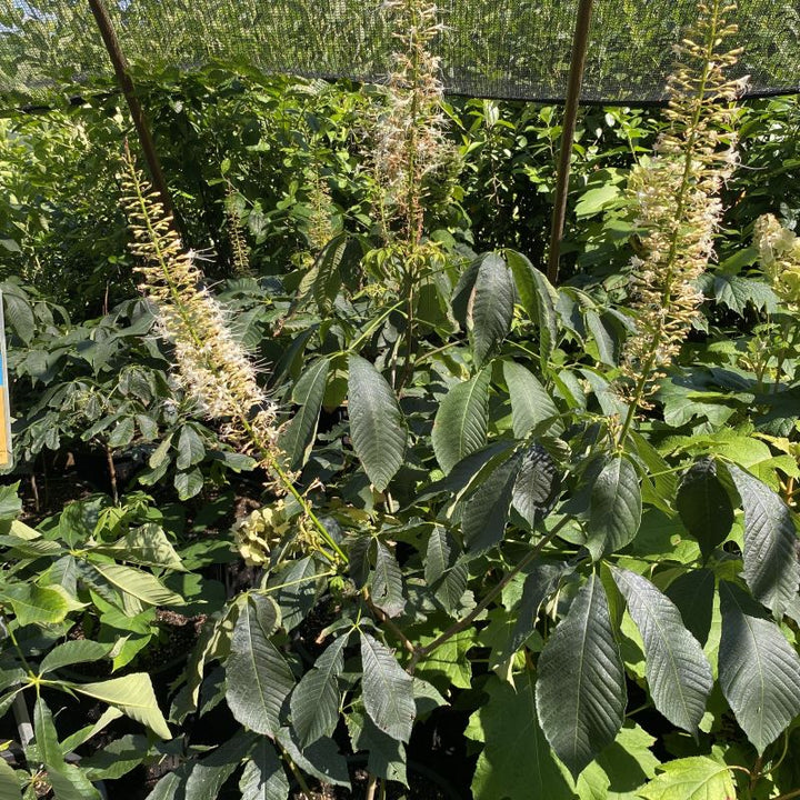 white flowers of Aesculus parviflora