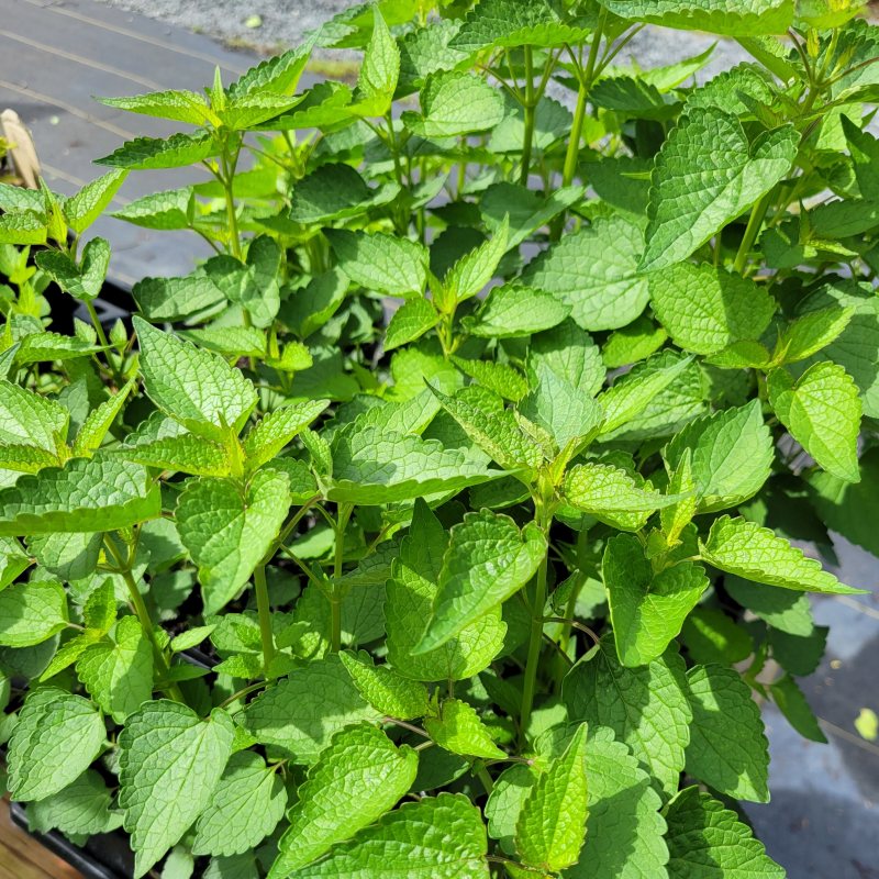 The green, rough foliage of Agastache 'Beelicious Purple' anise hyssop