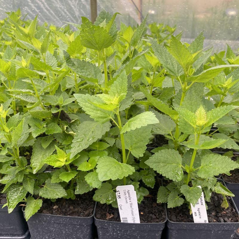 Agastache x 'Blue Fortune' (Hybrid Anise Hyssop) Unity Grown