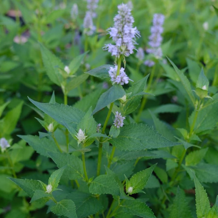 A close up of agastache 'Blue Fortune' (Anise Hyssop) with pale purple flowers. 