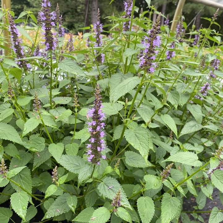 A group of purple flowering Agastache rugosa 'Little Adder' (Anise Hyssop).