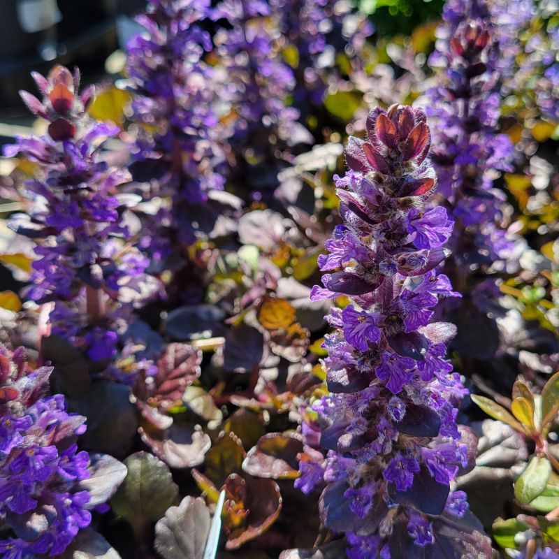 Close-up photo of the vibrant purple flower spikes of Ajuga 'Black Scallop' bugleweed