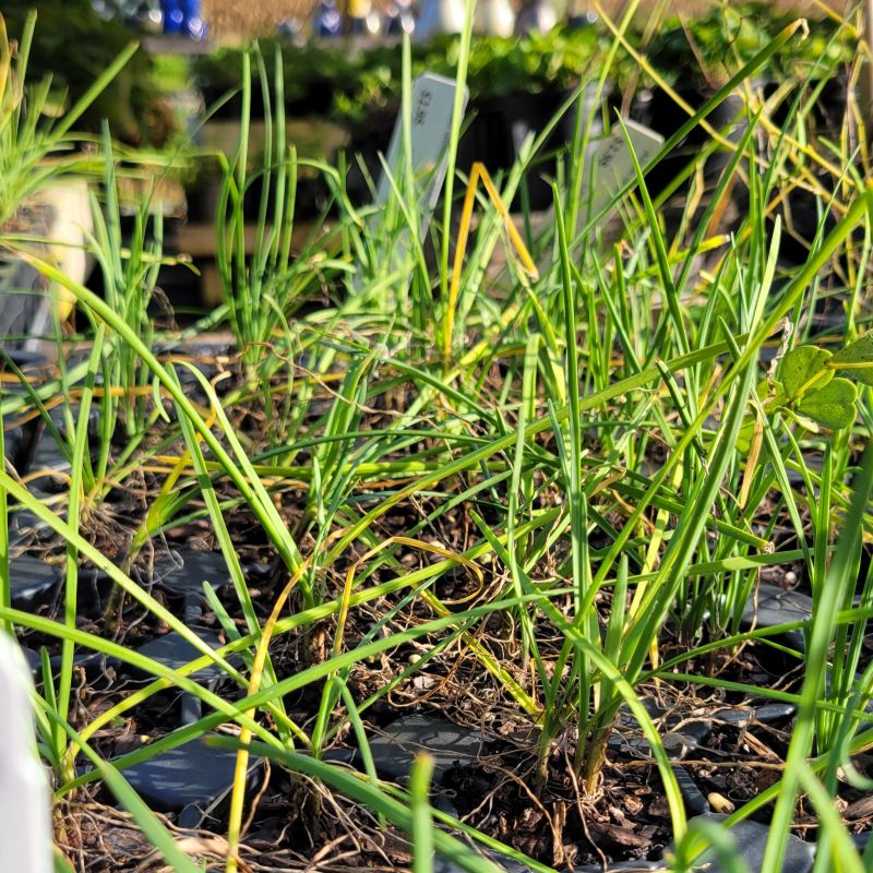 A photo of the green, chive-like foliage of nodding onion (Allium cernuum) plants grown as LP50 plugs