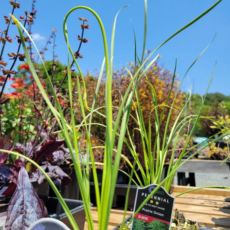 Grassy, onion-like foliage of Allium stellatum (Prairie Onion)