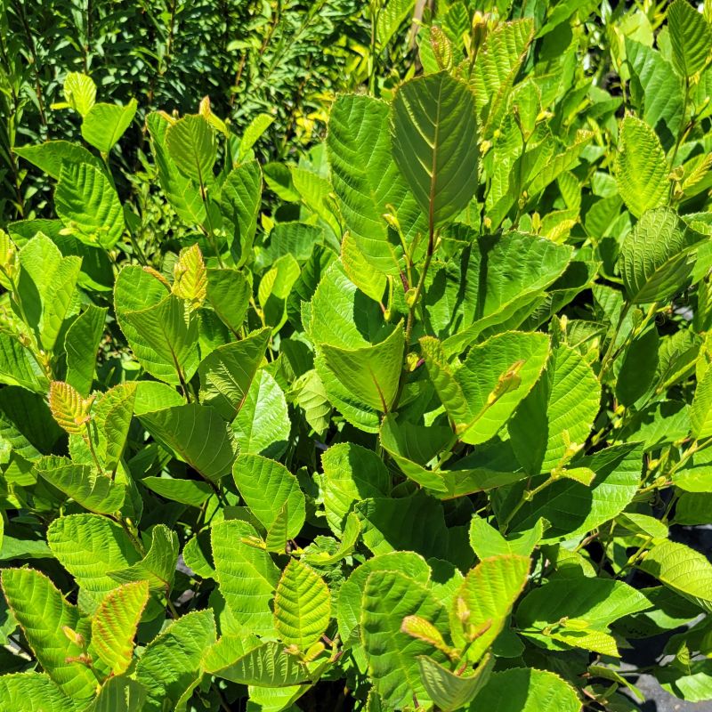 A photo of the broad, green, glossy leaves of Alnus serrulata (Smooth Alder)