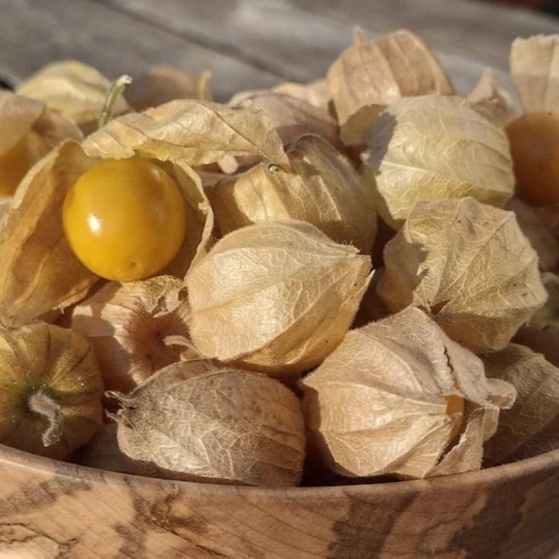 Ambrosia husk cherries with golden-yellow fruits and brown, papery husks.
