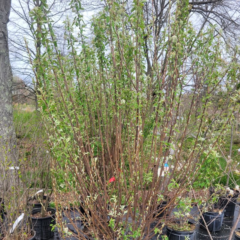 Upright behavior of Amelanchier canadensis 'Rainbow Pillar' grown in a 15-gallon pot.