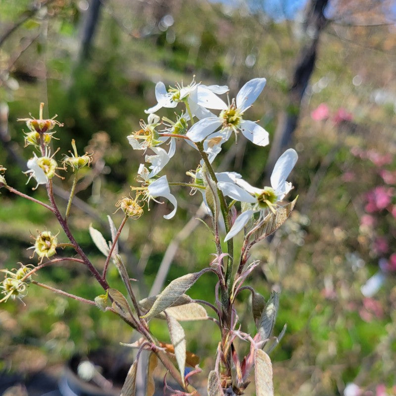 A close-up photo of the white, early spring blooms of Amelanchier canadensis (Serviceberry)