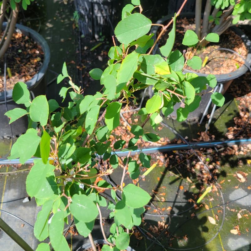 Foliage of Amelanchier canadensis (Serviceberry) Unity Grown