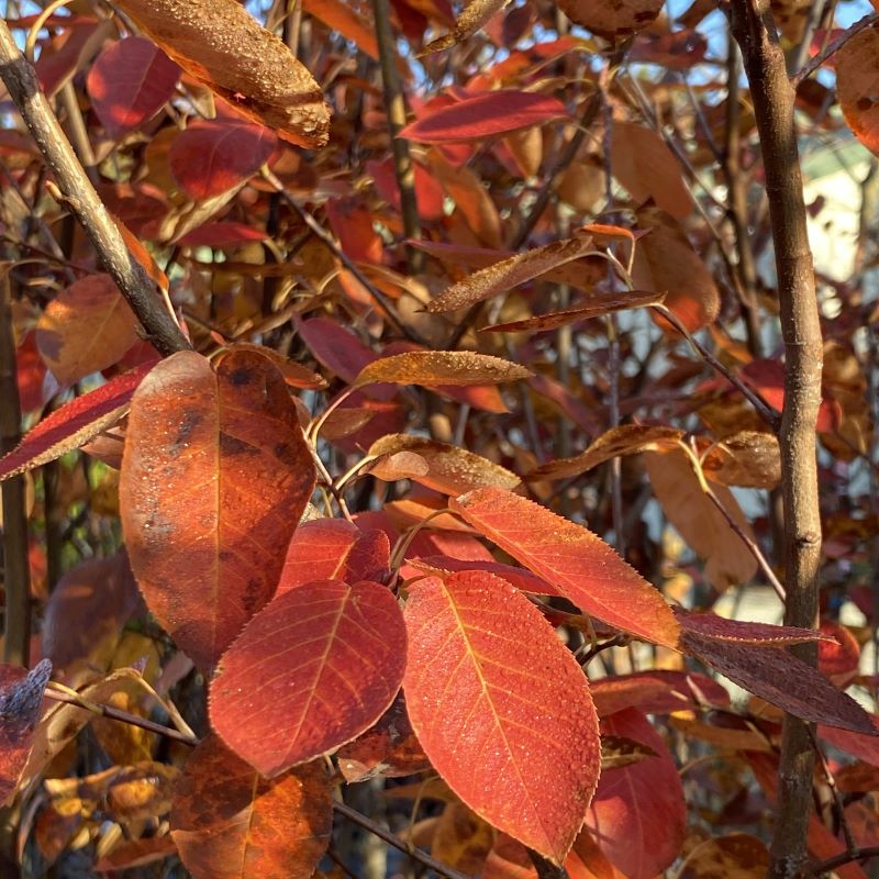 Brilliant fall foliage of Amelanchier x grandiflora 'Autumn Brilliance' (Serviceberry).