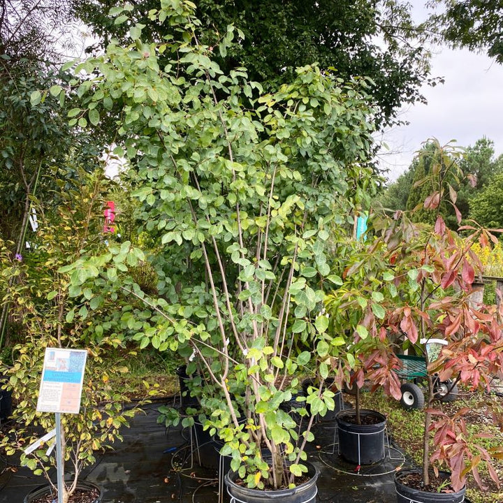 Amelanchier x grandiflora 'Autumn Brilliance' (Serviceberry) grown in a 15-gallon pot.
