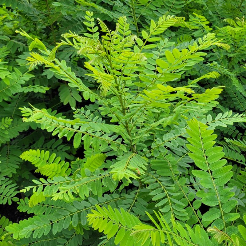 A close-up photo of foliage atop an Amorpha fruticosa specimen (false indigo bush)