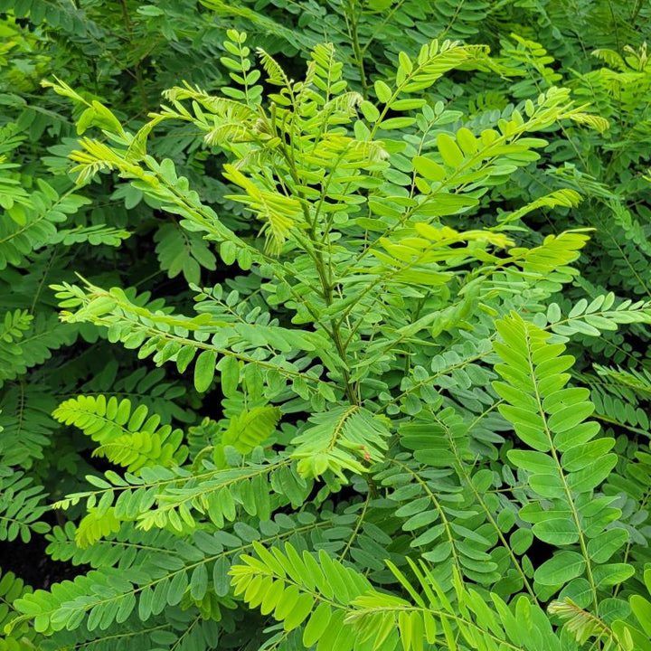 A close-up photo of foliage atop an Amorpha fruticosa specimen (false indigo bush)
