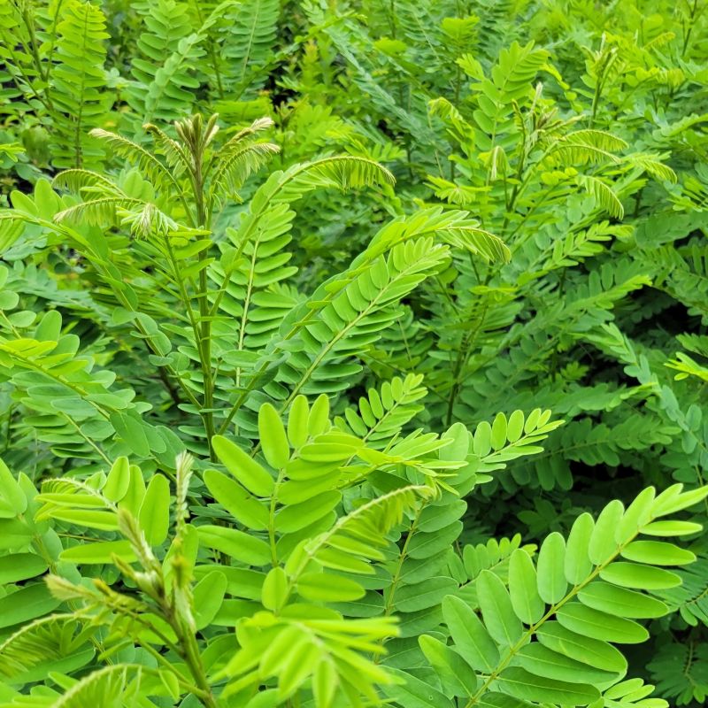 A cluster of foliage atop several Amorpha fruticosa (false indigo bush) shrubs