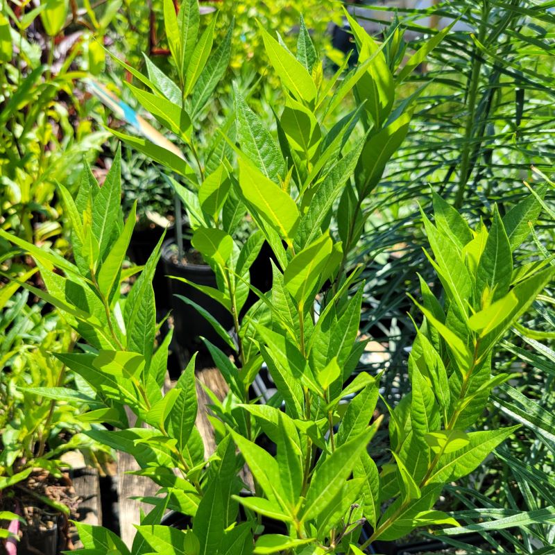 Vibrant green foliage of Amsonia x 'Starstruck' (Bluestar), grown in a 1-gallon container
