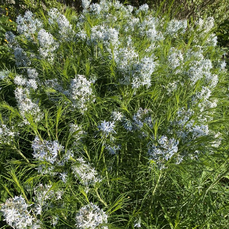 Clusters of light blue flowers and threadlike green foliage of Amsonia hubrichtii