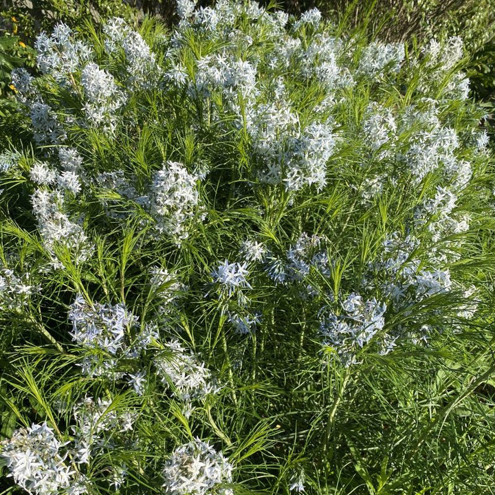 Clusters of light blue flowers and threadlike green foliage of Amsonia hubrichtii