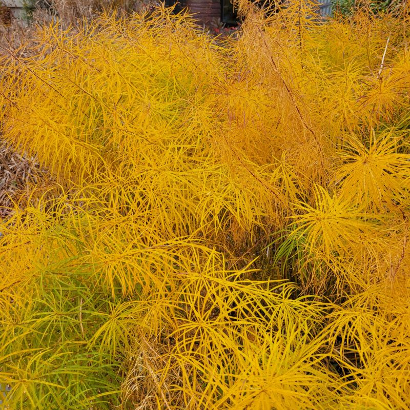 Yellow fall foliage of Amsonia hubrichtii