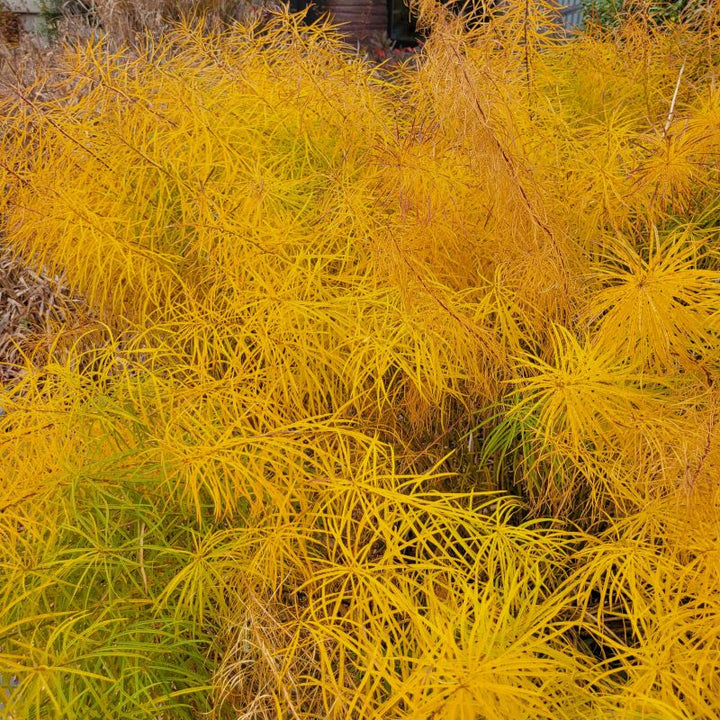 Yellow fall foliage of Amsonia hubrichtii