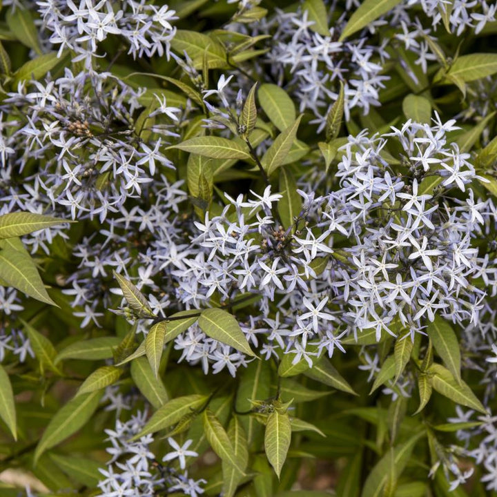 Close-up of star-shaped Amsonia tabernaemontana 'Storm Cloud' flowers.
