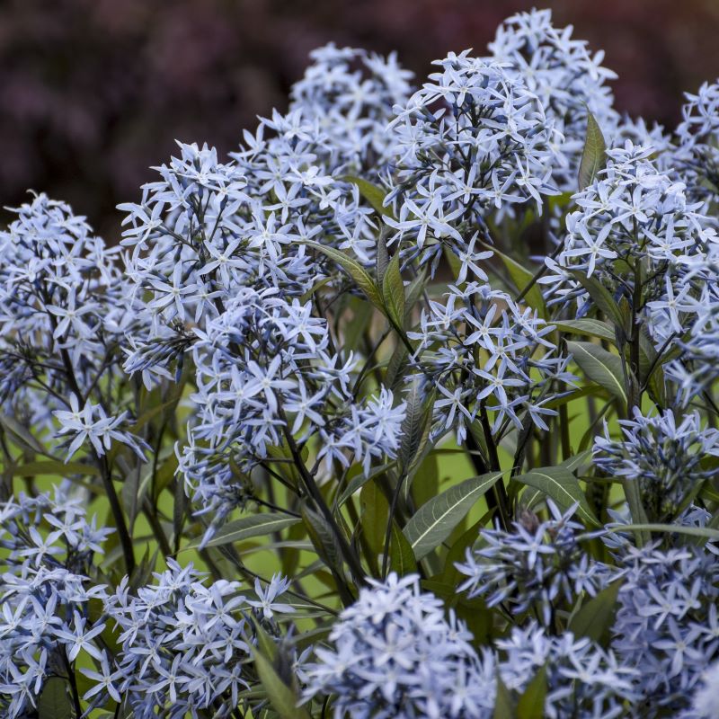 Close-up of light blue Amsonia tabernaemontana 'Storm Cloud' flowers and darker foliage.