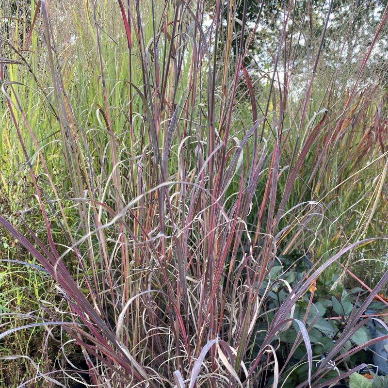 A close up of Andropogon gerardii 'Blackhawks' Big Bluestem  grass.
