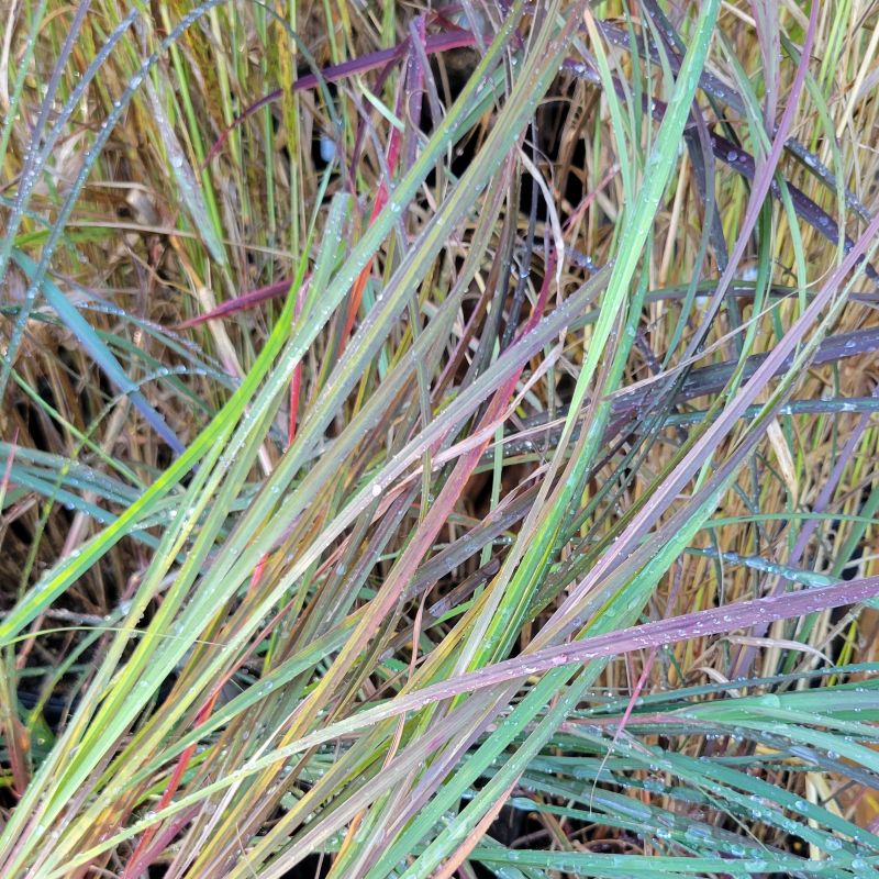 A close-up photo of the rainbow of green, blue, purple, and red hues of 'Rain Dance' big bluestem foliage.