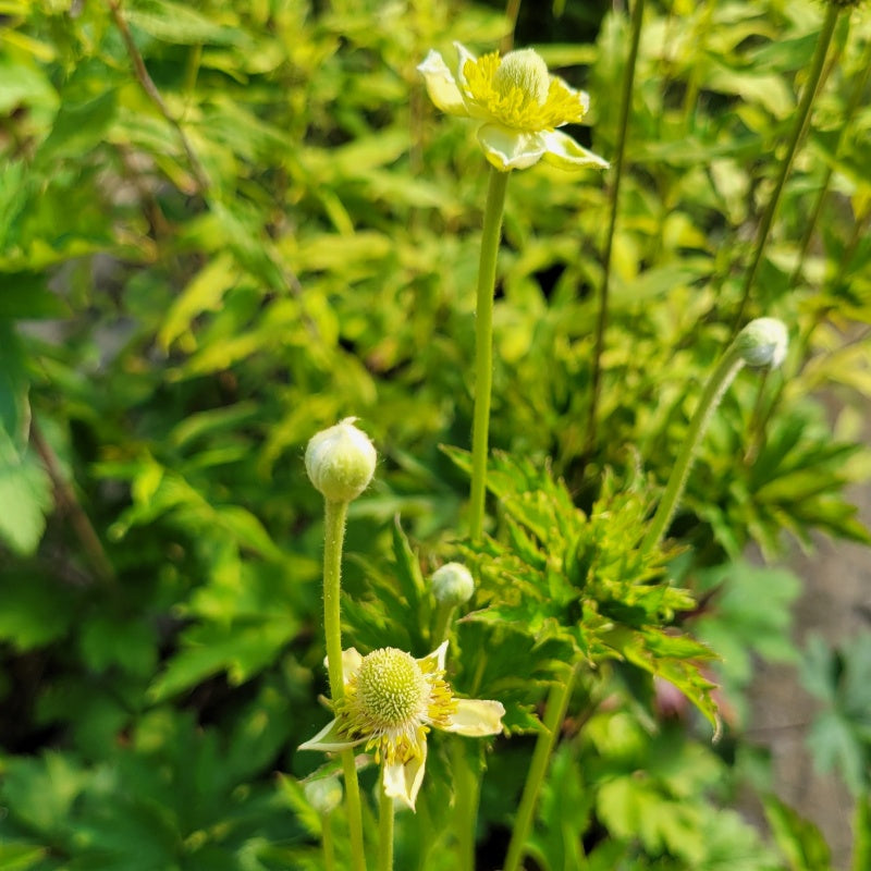 Several developing flowers of Anemone virginiana (Tall Anemone)
