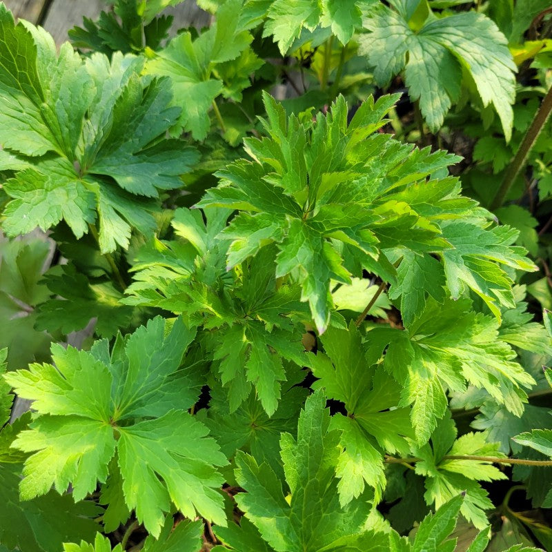 A close-up photo of the toothed, compound leaves of Anemone virginiana (Tall Anemone)