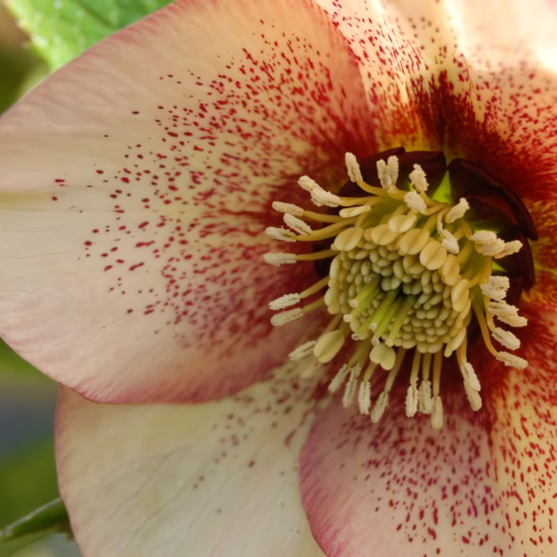 Close-up of the red and peachy-pink colors of a Helleborus Winter Jewels® 'Apricot Blush' bloom.