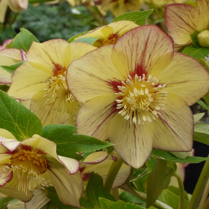 Lighter yellow flowers of Helleborus Winter Jewels® 'Apricot Blush' in bloom.