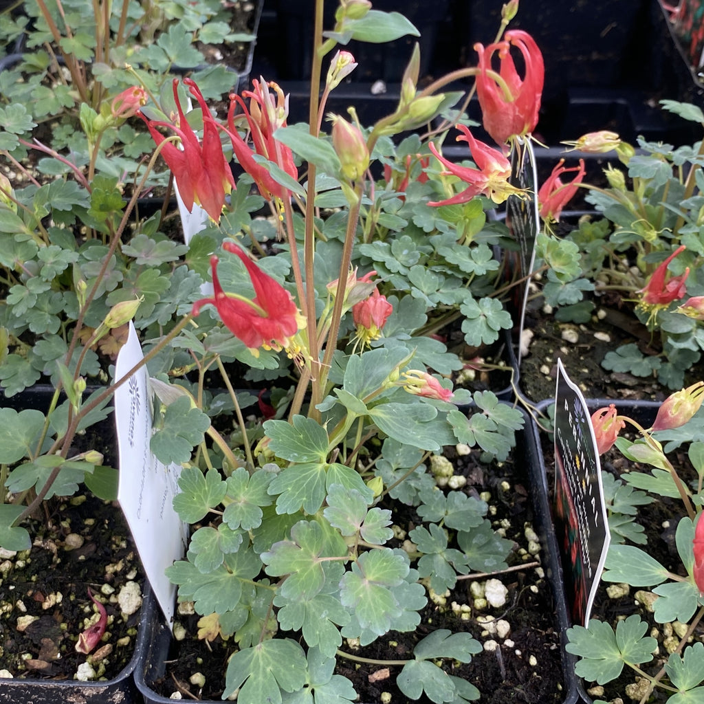 Aquilegia canadensis 'Little Lanterns' (Wild Columbine) – Unity Church Hill  Nursery, LLC