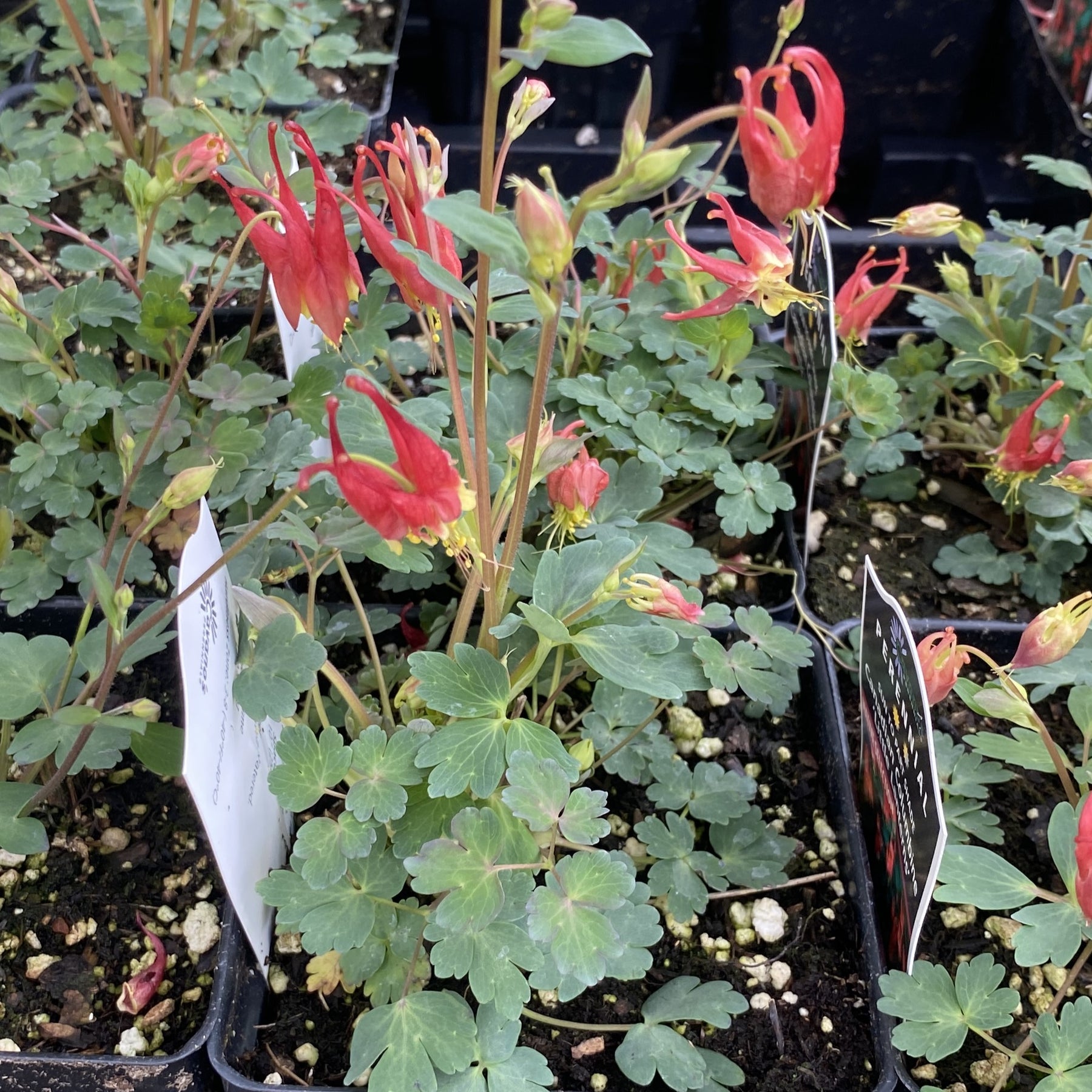columbine potted plant Aquilegia canadensis 'Little Lanterns' (Wild Columbine) – Unity Church Hill Nursery, LLC