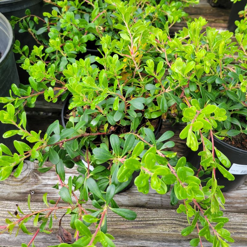 A sprawling, glossy-leaved Arctostaphylos uva-ursi (Bearberry) plant grown in a gallon-sized pot.