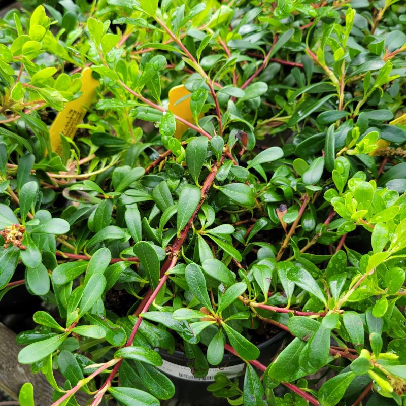 A close-up of the glossy, dark green foliage of Arctostaphylos uva-ursi (Bearberry)