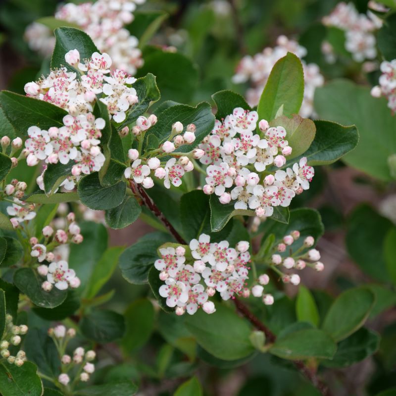Close-up of Aronia melanocarpa Low Scape Hedger® flowers.