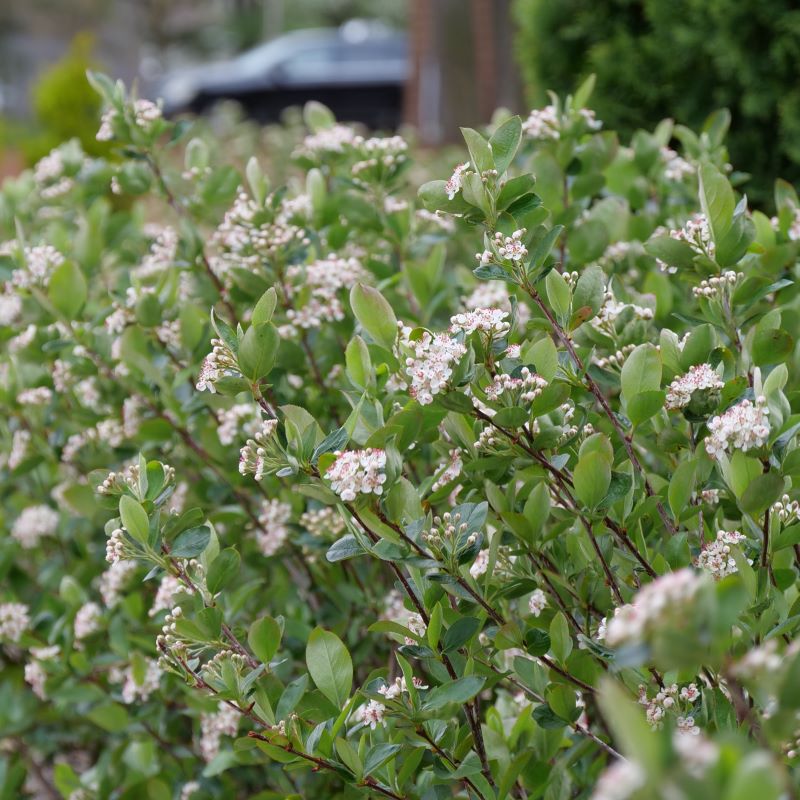 Aronia melanocarpa Low Scape Hedger® with green leaves and white-pink flowers.